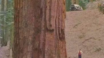 A Big Redwood Tree